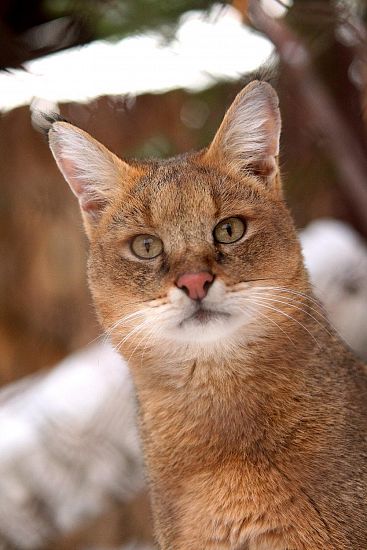 They have fur, they’ll be fine. 🐈❄️