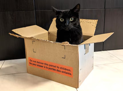 Why Your DIY Cardboard Shelter Might Be Putting Cats at Risk