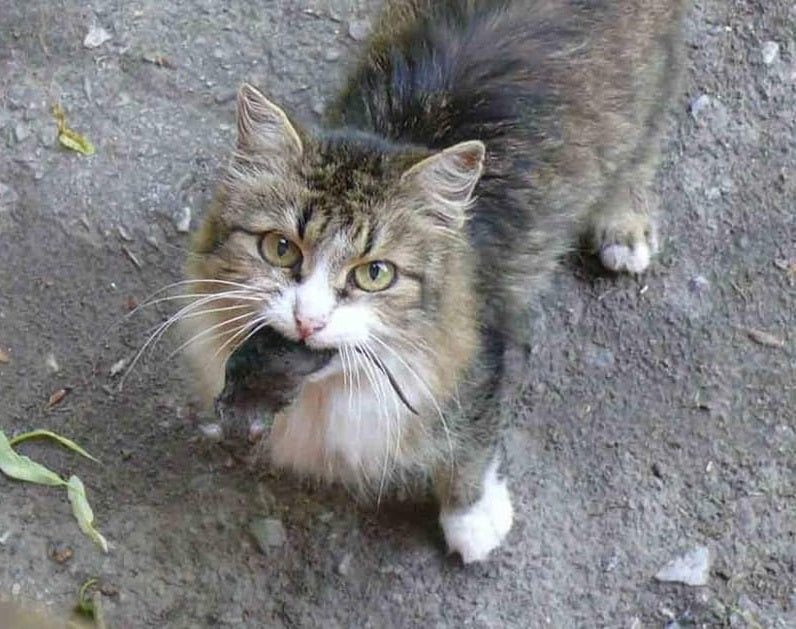 Domestic cat bringing a dead mouse as a gift to its owner, illustrating natural hunting instincts and feline behavior.